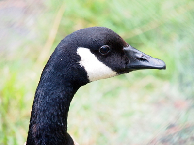 [The right side of the goose's head faces the camera. On either side of the nostril, but moreso on the right side, there appears to be a ridge as if part of it was ripped upward a bit.]